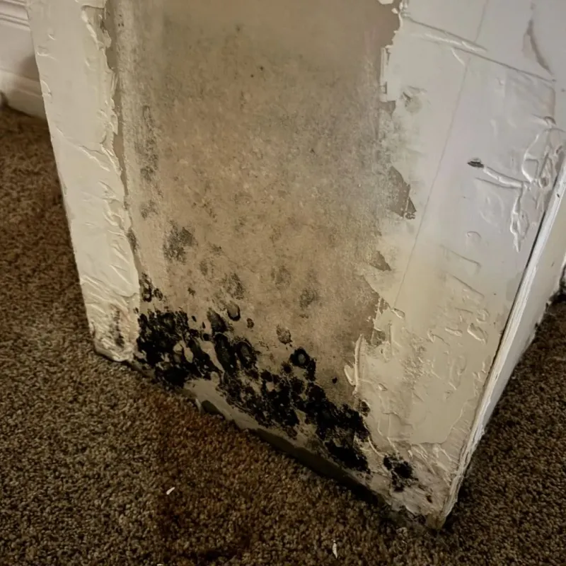 Professional Mold Removal in Uniontown, OH